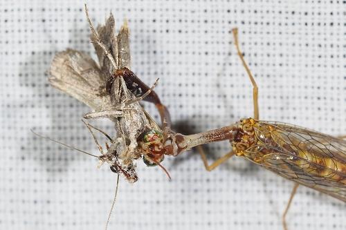 Réf. 309 665 : Mantispa styriaca